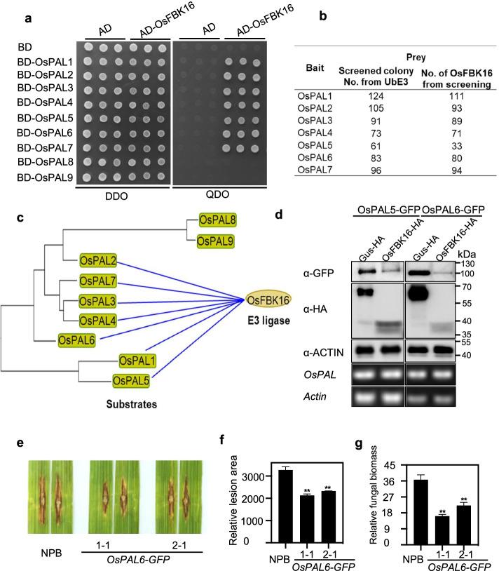 https://cdn.ncbi.nlm.nih.gov/pmc/blobs/b18b/9277809/ca8395d1804e/13059_2022_2717_Fig6_HTML.jpg
