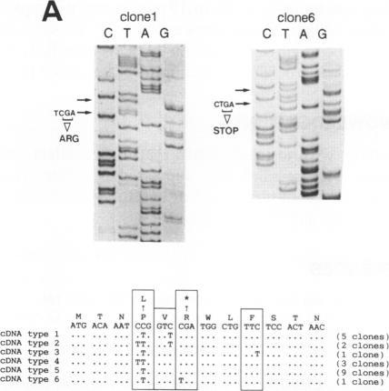 https://cdn.ncbi.nlm.nih.gov/pmc/blobs/b18d/329329/90435fbe45a1/nar00104-0238-a.jpg
