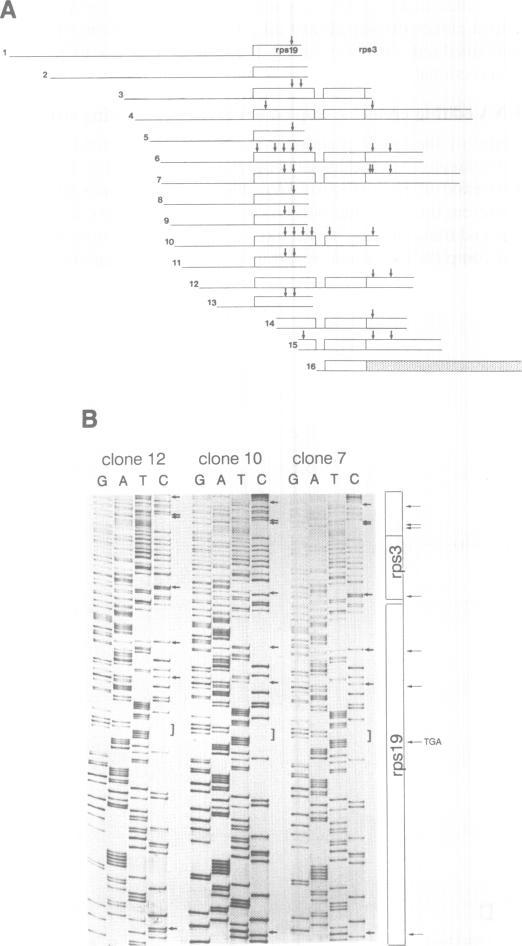 https://cdn.ncbi.nlm.nih.gov/pmc/blobs/b18d/329329/f6d79976f2e0/nar00104-0237-a.jpg