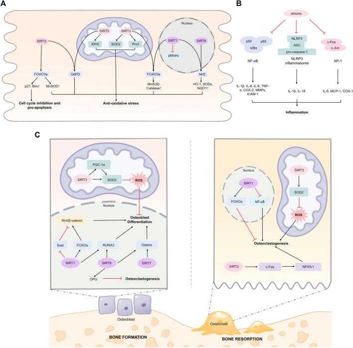 https://cdn.ncbi.nlm.nih.gov/pmc/blobs/b18d/9437461/1c96832d9cea/fphys-13-953078-g001.jpg