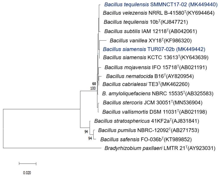 https://cdn.ncbi.nlm.nih.gov/pmc/blobs/b18d/9919783/07972eb8ce9c/plants-12-00524-g002.jpg
