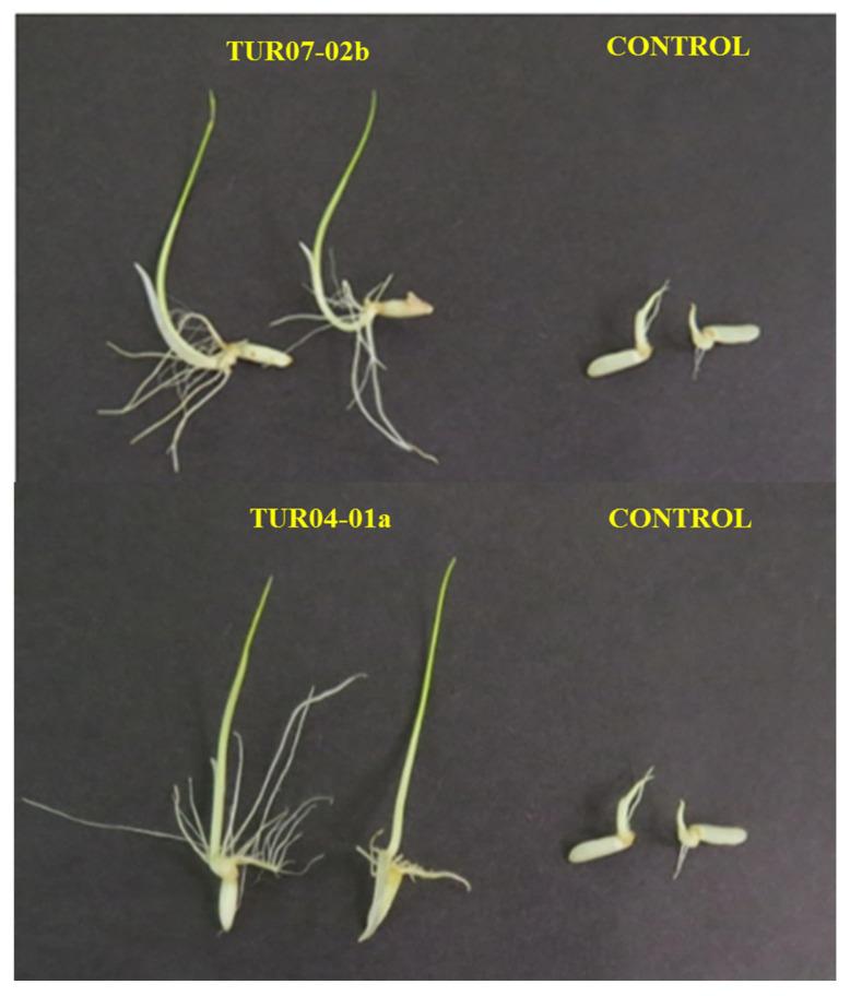 https://cdn.ncbi.nlm.nih.gov/pmc/blobs/b18d/9919783/65c7a6561cae/plants-12-00524-g006.jpg