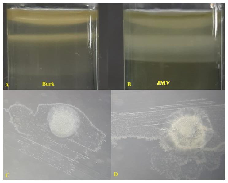 https://cdn.ncbi.nlm.nih.gov/pmc/blobs/b18d/9919783/6d349c3bc039/plants-12-00524-g004.jpg