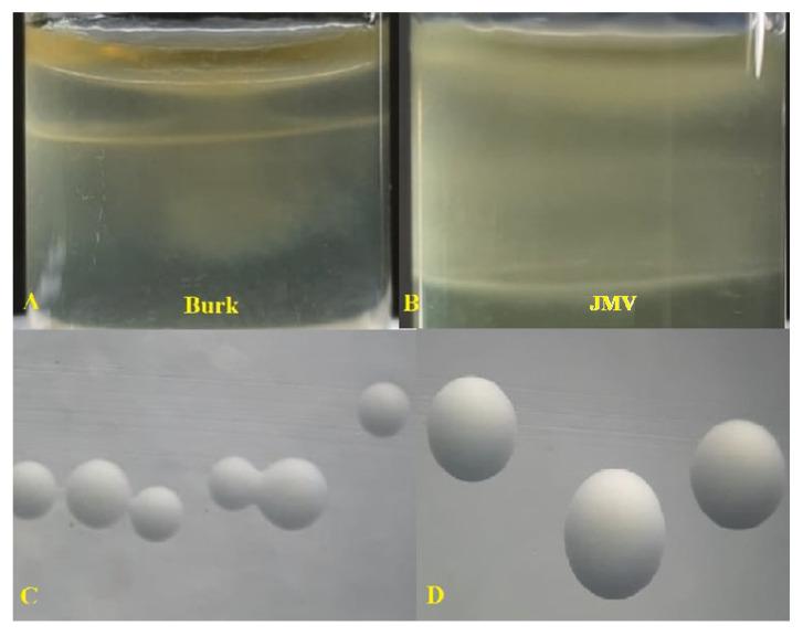 https://cdn.ncbi.nlm.nih.gov/pmc/blobs/b18d/9919783/bc4e887715ba/plants-12-00524-g005.jpg