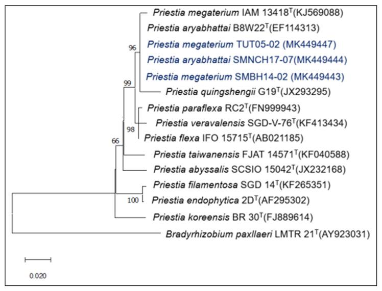 https://cdn.ncbi.nlm.nih.gov/pmc/blobs/b18d/9919783/c28c1366b5eb/plants-12-00524-g001.jpg