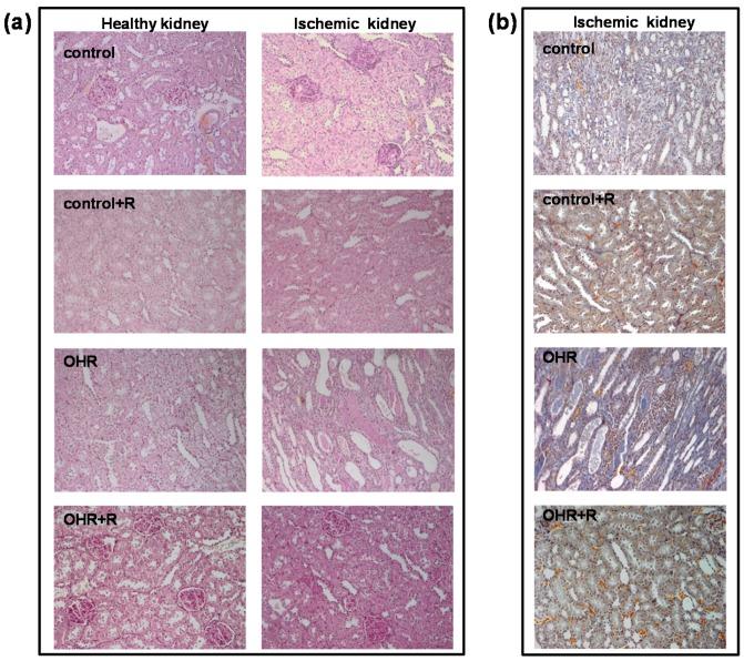 https://cdn.ncbi.nlm.nih.gov/pmc/blobs/b191/5085759/929fb3937b5b/ijms-17-01728-g005.jpg