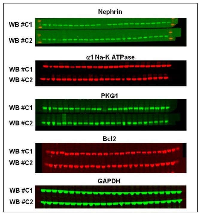 https://cdn.ncbi.nlm.nih.gov/pmc/blobs/b191/5085759/9c3c348dcd9a/ijms-17-01728-g004a.jpg