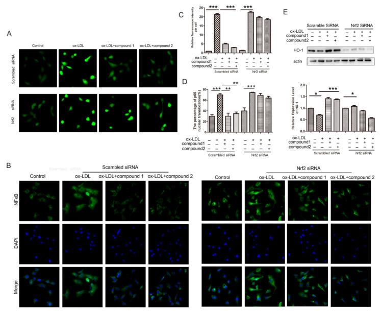 https://cdn.ncbi.nlm.nih.gov/pmc/blobs/b193/8707590/0ae8d454bda9/marinedrugs-19-00712-g007.jpg