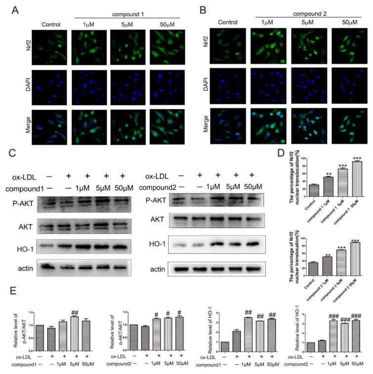 https://cdn.ncbi.nlm.nih.gov/pmc/blobs/b193/8707590/2feb5281e55c/marinedrugs-19-00712-g004.jpg