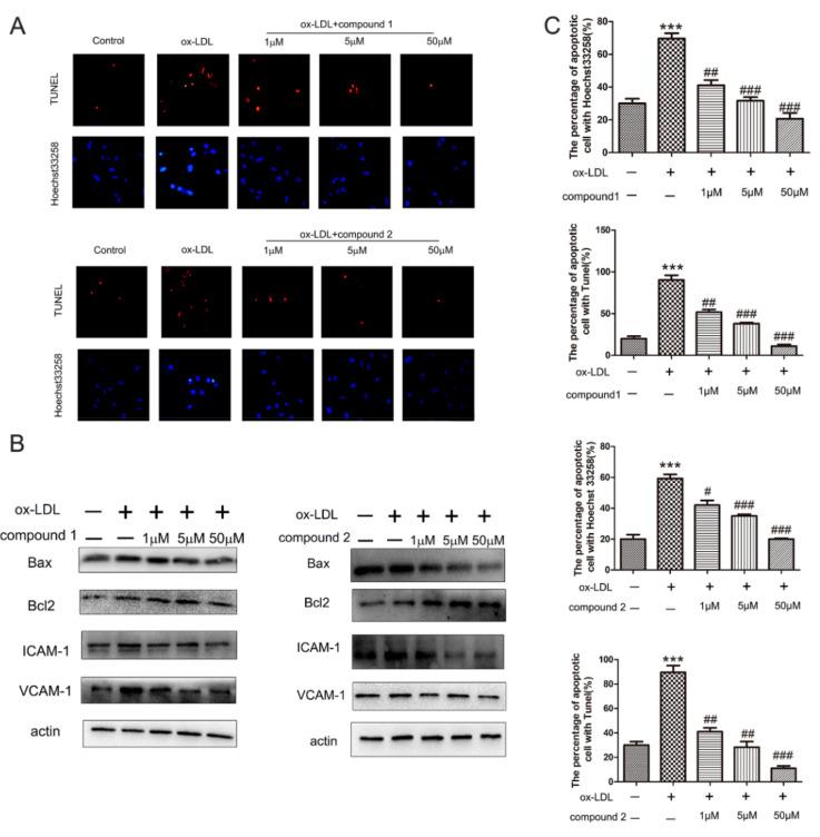 https://cdn.ncbi.nlm.nih.gov/pmc/blobs/b193/8707590/cf025aa2d17f/marinedrugs-19-00712-g002.jpg