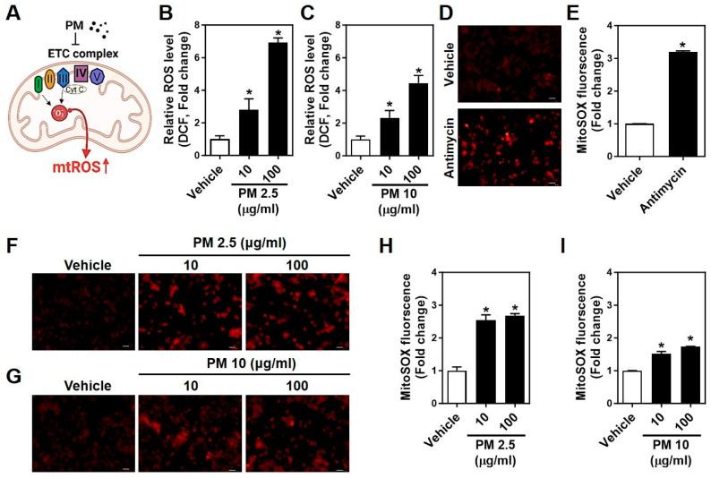 https://cdn.ncbi.nlm.nih.gov/pmc/blobs/b197/11172693/83da1633ad9a/ijms-25-06116-g003.jpg