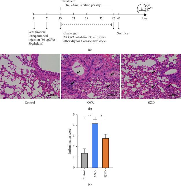 https://cdn.ncbi.nlm.nih.gov/pmc/blobs/b1a0/9831717/4d712c261520/ECAM2023-1130893.002.jpg