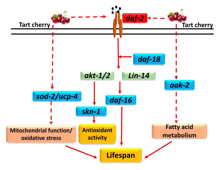 https://cdn.ncbi.nlm.nih.gov/pmc/blobs/b1a1/7285199/a468671c856c/nutrients-12-01482-g005.jpg