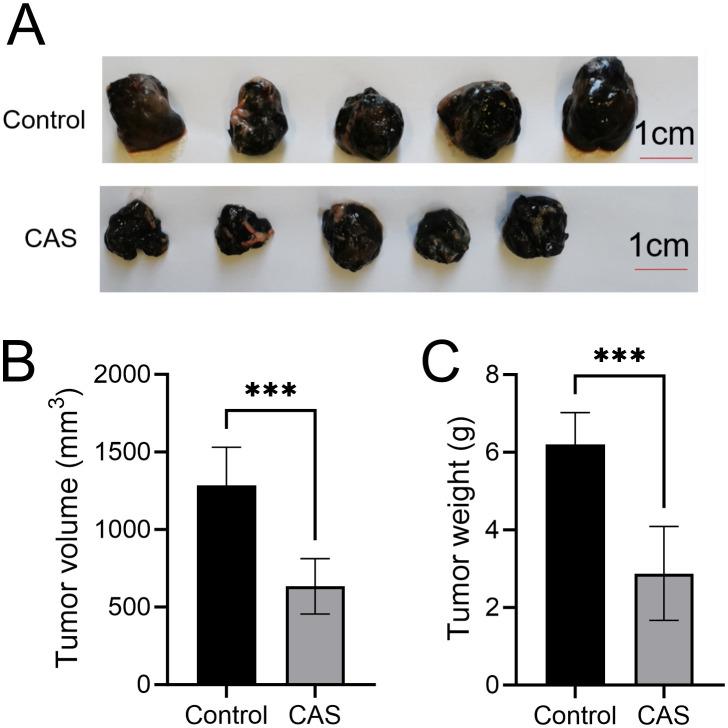 https://cdn.ncbi.nlm.nih.gov/pmc/blobs/b1a3/12078244/925aca7ebe88/fimmu-16-1583275-g001.jpg