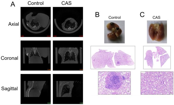 https://cdn.ncbi.nlm.nih.gov/pmc/blobs/b1a3/12078244/cd5e84361732/fimmu-16-1583275-g002.jpg