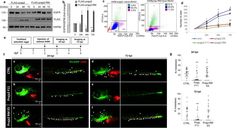 https://cdn.ncbi.nlm.nih.gov/pmc/blobs/b1a4/10879500/02b60257a498/42003_2024_5823_Fig6_HTML.jpg