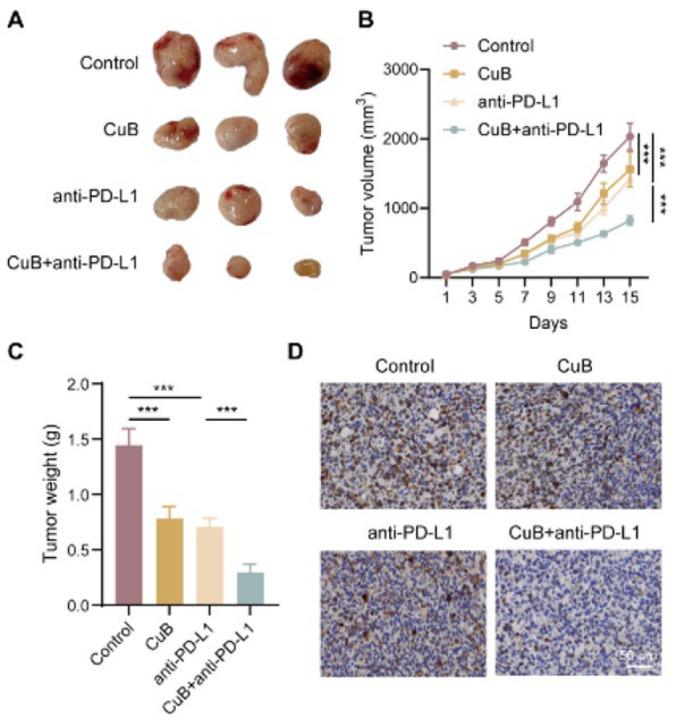 https://cdn.ncbi.nlm.nih.gov/pmc/blobs/b1a4/12399069/8c05b8d85df3/IJBMS-28-1319-g006.jpg