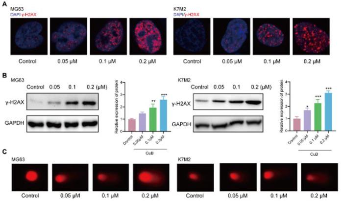 https://cdn.ncbi.nlm.nih.gov/pmc/blobs/b1a4/12399069/dab04c9e4ae4/IJBMS-28-1319-g002.jpg