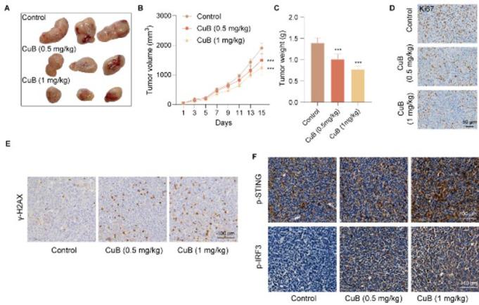 https://cdn.ncbi.nlm.nih.gov/pmc/blobs/b1a4/12399069/e99ef3486071/IJBMS-28-1319-g004.jpg