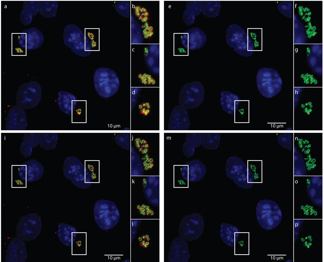 https://cdn.ncbi.nlm.nih.gov/pmc/blobs/b1a5/3997218/bd48e5d44ee5/nihms543573f8.jpg