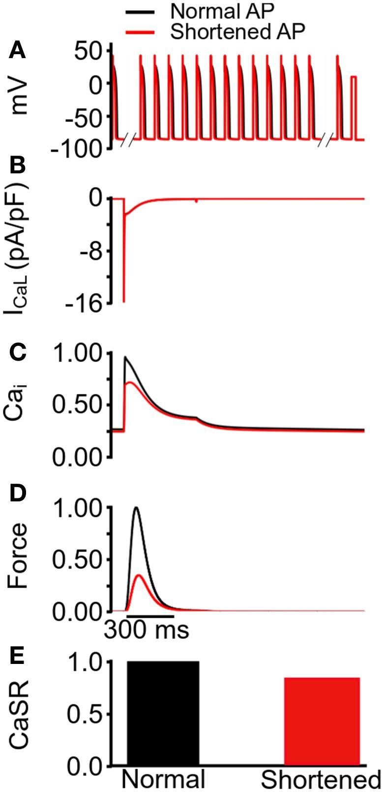 https://cdn.ncbi.nlm.nih.gov/pmc/blobs/b1a8/3701879/d80078045d15/fphys-04-00166-g0005.jpg