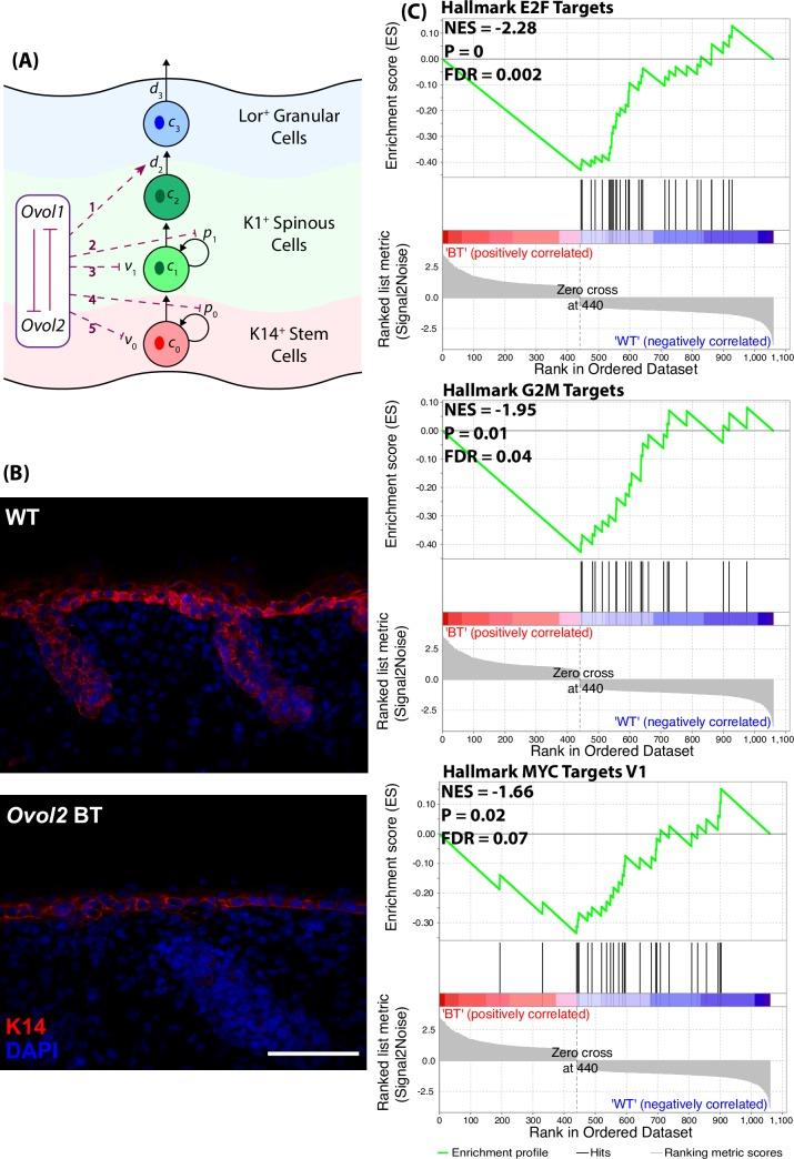 https://cdn.ncbi.nlm.nih.gov/pmc/blobs/b1ab/5843350/6ab25d2d0c8a/pcbi.1006006.g002.jpg