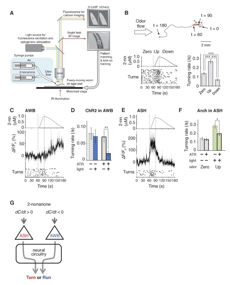 https://cdn.ncbi.nlm.nih.gov/pmc/blobs/b1b0/5441874/49b7075d07ab/elife-21629-fig3.jpg