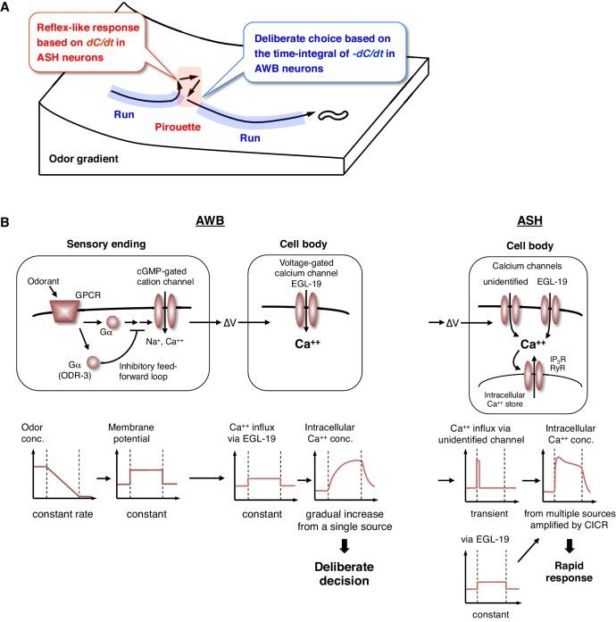 https://cdn.ncbi.nlm.nih.gov/pmc/blobs/b1b0/5441874/d34ded676b74/elife-21629-fig8.jpg