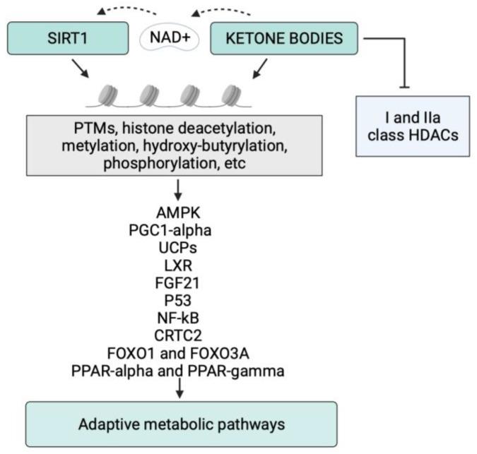 https://cdn.ncbi.nlm.nih.gov/pmc/blobs/b1b6/9370141/4f7e48f74c16/nutrients-14-03145-g002.jpg