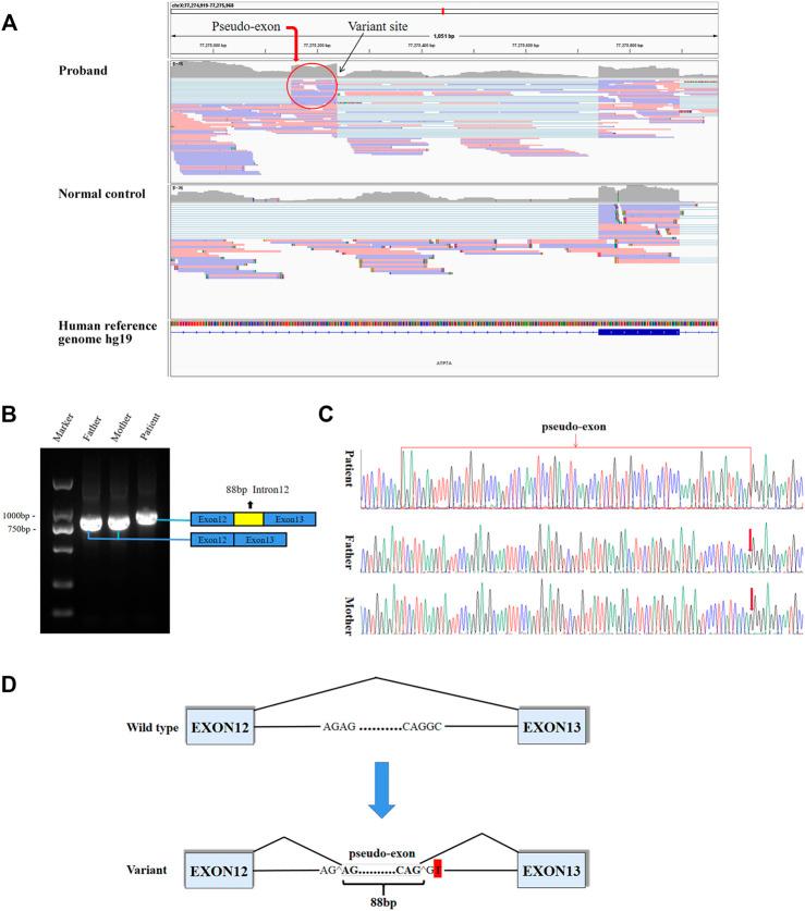 https://cdn.ncbi.nlm.nih.gov/pmc/blobs/b1ba/9008829/4197f7436145/fgene-13-852764-g002.jpg