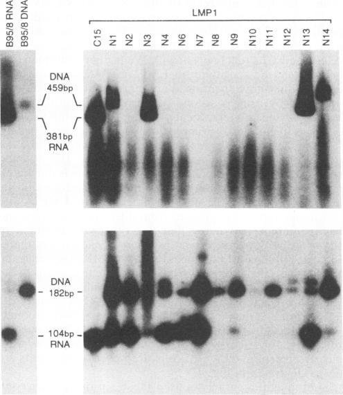 https://cdn.ncbi.nlm.nih.gov/pmc/blobs/b1bb/241023/58d8a05459cf/jvirol00037-0106-b.jpg