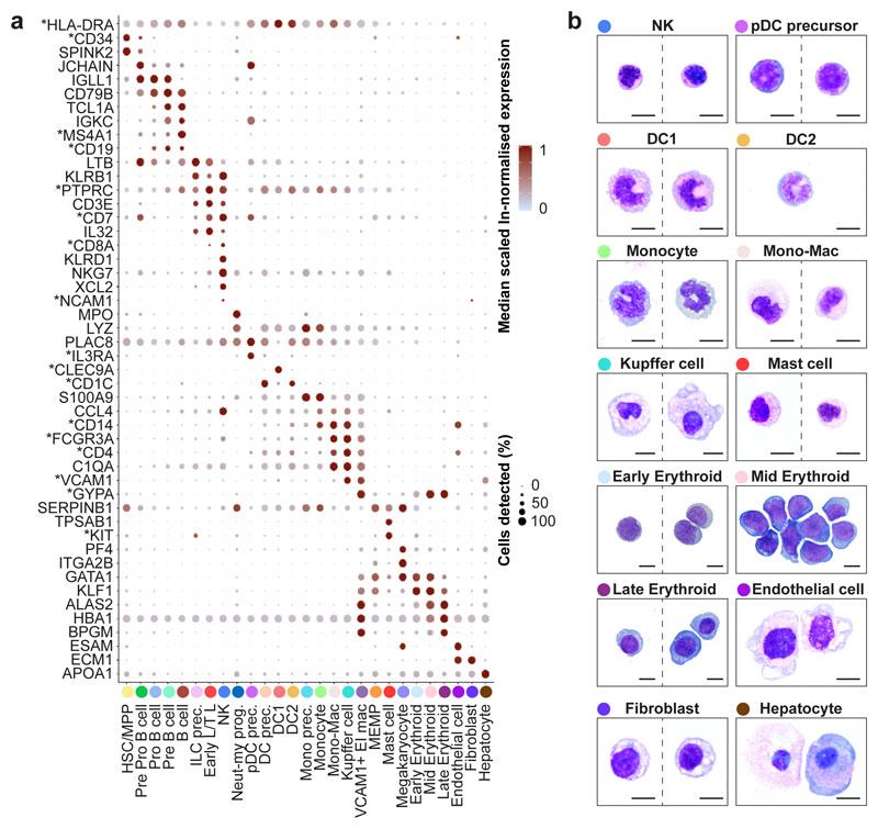 https://cdn.ncbi.nlm.nih.gov/pmc/blobs/b1bd/6861135/bc96952c6b9a/EMS84343-f002.jpg