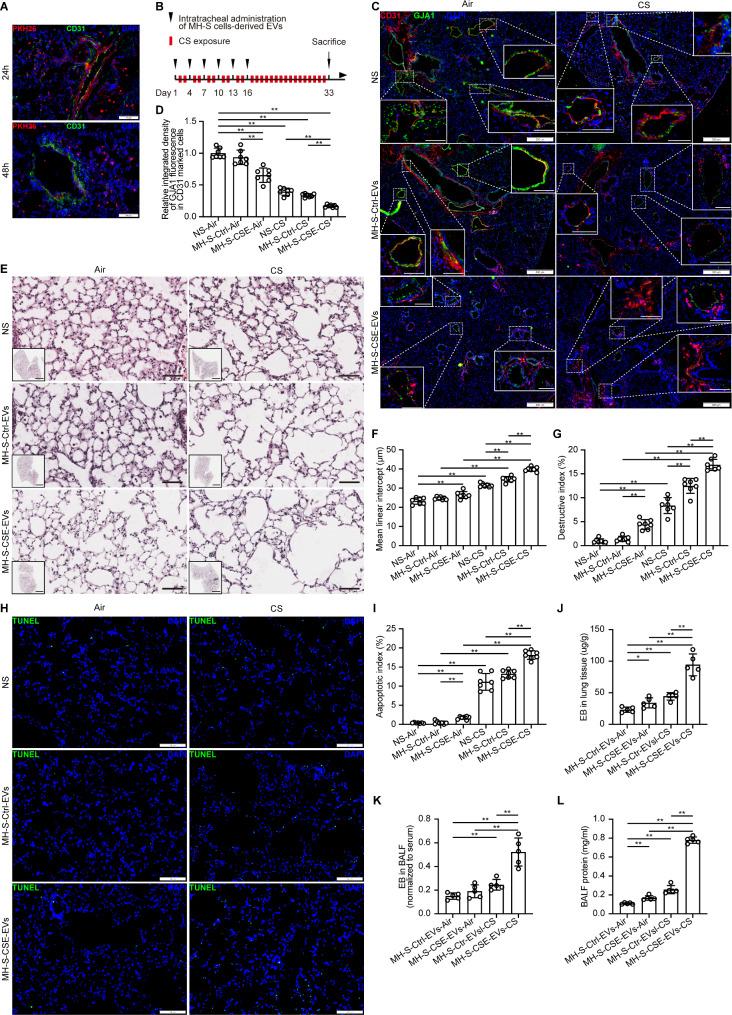 https://cdn.ncbi.nlm.nih.gov/pmc/blobs/b1be/11887234/3ece880fa10d/12964_2025_2125_Figa_HTML.jpg