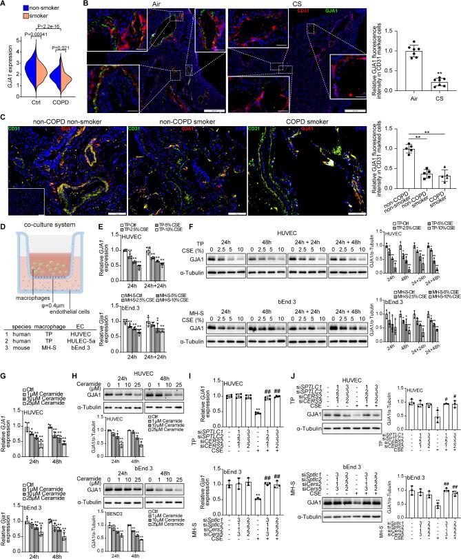 https://cdn.ncbi.nlm.nih.gov/pmc/blobs/b1be/11887234/f6c79ebb9e81/12964_2025_2125_Fig4_HTML.jpg
