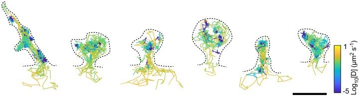 https://cdn.ncbi.nlm.nih.gov/pmc/blobs/b1be/6592683/cb42b1d84c7f/elife-45040-fig1-figsupp1.jpg