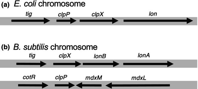 https://cdn.ncbi.nlm.nih.gov/pmc/blobs/b1c0/11448347/aeffec078d02/GTC-29-695-g001.jpg
