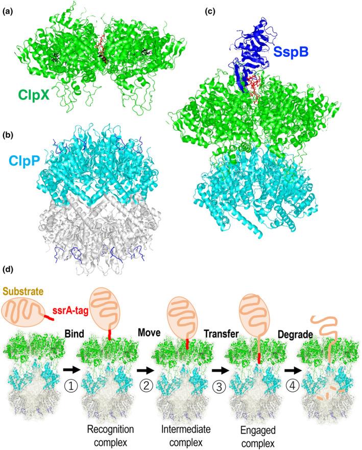 https://cdn.ncbi.nlm.nih.gov/pmc/blobs/b1c0/11448347/bab45ce7408a/GTC-29-695-g006.jpg