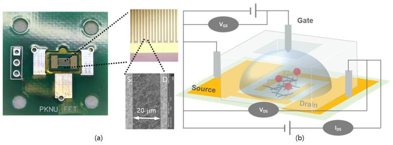 https://cdn.ncbi.nlm.nih.gov/pmc/blobs/b1c2/10813581/b56b458b5396/biosensors-14-00037-g002.jpg