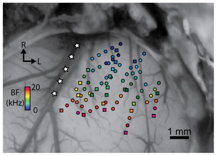 https://cdn.ncbi.nlm.nih.gov/pmc/blobs/b1c6/3635033/b9a8a9a774d0/fncir-07-00077-g001.jpg