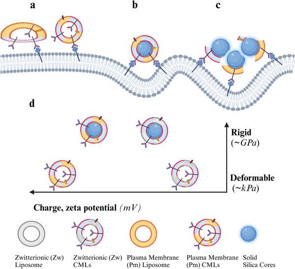 https://cdn.ncbi.nlm.nih.gov/pmc/blobs/b1c9/12304856/67a1d9421d69/ADHM-14-0-g003.jpg