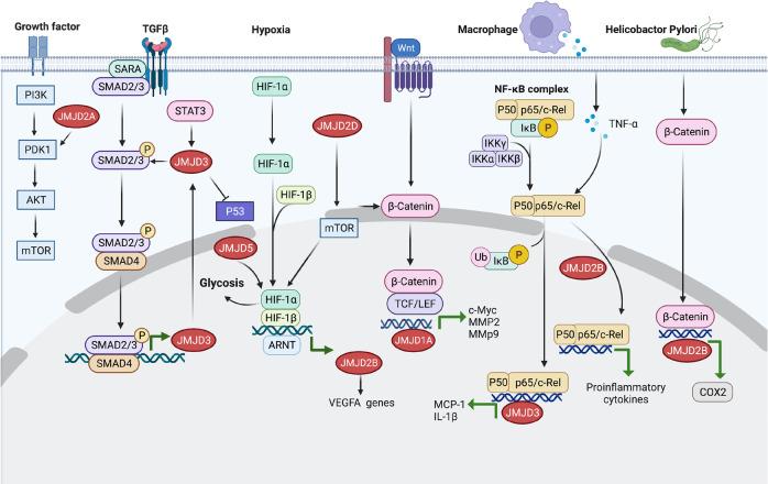 https://cdn.ncbi.nlm.nih.gov/pmc/blobs/b1c9/9436966/e35c45613646/41392_2022_1145_Fig4_HTML.jpg