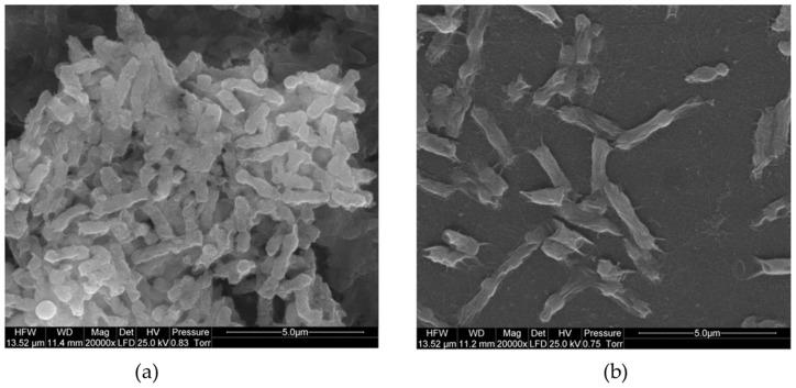 https://cdn.ncbi.nlm.nih.gov/pmc/blobs/b1cd/10669141/154015c48c35/biomolecules-13-01571-g003.jpg