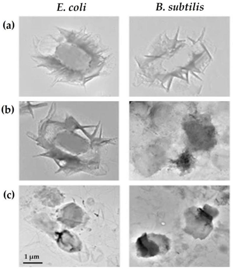 https://cdn.ncbi.nlm.nih.gov/pmc/blobs/b1cd/10669141/5b7659e5897c/biomolecules-13-01571-g004.jpg