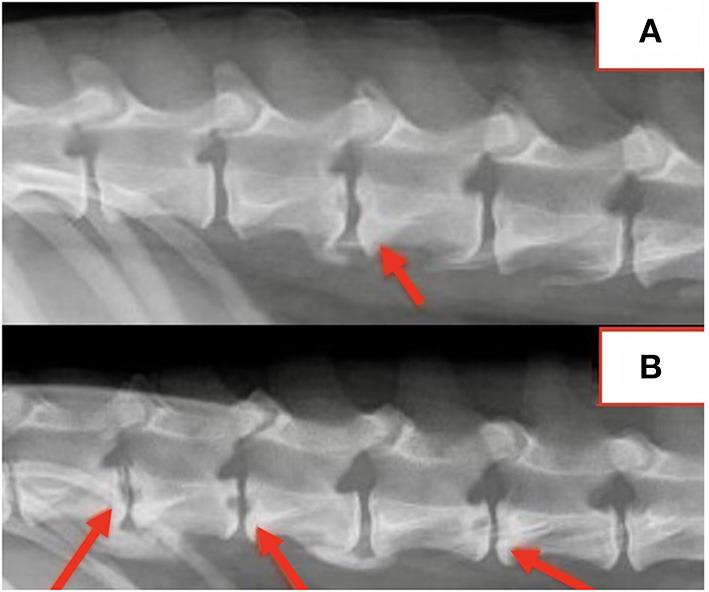 https://cdn.ncbi.nlm.nih.gov/pmc/blobs/b1ce/9672337/8288f7929790/fvets-09-1043610-g0001.jpg