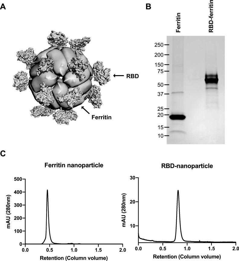 https://cdn.ncbi.nlm.nih.gov/pmc/blobs/b1cf/8092224/669f8176fb0d/mBio.00230-21-f0001.jpg