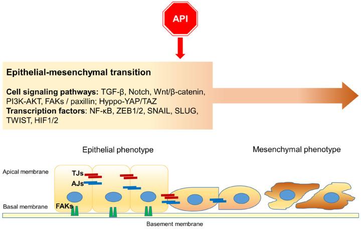 https://cdn.ncbi.nlm.nih.gov/pmc/blobs/b1d4/11122459/01a7260ce312/ijms-25-05569-g003.jpg