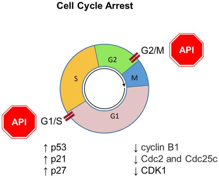 https://cdn.ncbi.nlm.nih.gov/pmc/blobs/b1d4/11122459/d881ede36145/ijms-25-05569-g005.jpg