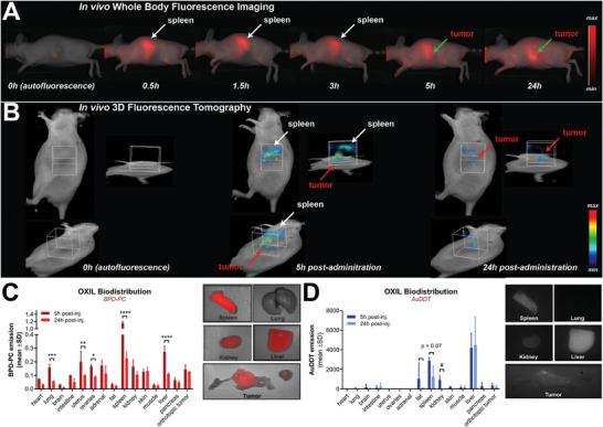 https://cdn.ncbi.nlm.nih.gov/pmc/blobs/b1d5/11636064/2e1a7e0152ef/ADMA-36-2404605-g001.jpg