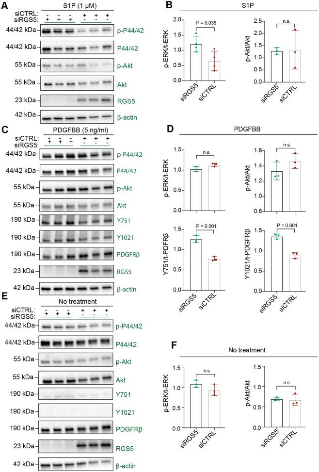 https://cdn.ncbi.nlm.nih.gov/pmc/blobs/b1d6/9596146/246aa49e25aa/biolopen-11-059371-g4.jpg