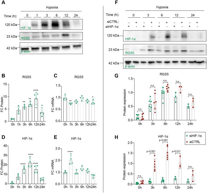 https://cdn.ncbi.nlm.nih.gov/pmc/blobs/b1d6/9596146/36dde7cc4437/biolopen-11-059371-g1.jpg